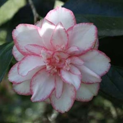 Shuchuka
